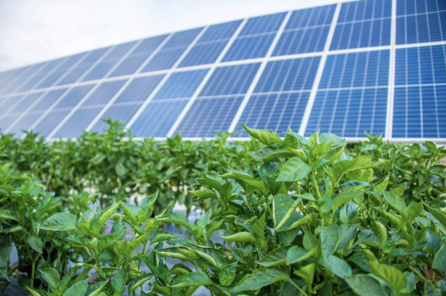 Fotografia ukazuje polia s fotovoltickými panelmi inštalovanými nad plodinami. Agrivoltaika kombinuje poľnohospodárstvo a výrobu energie, čím prispieva k udržateľnosti a znižovaniu emisií CO2.