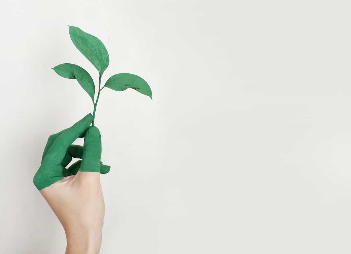 Lidská dlaň drží zelenou rostlinu
